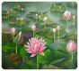 Lotus in pond