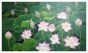 Lotus in Pond