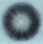 The Eye Within