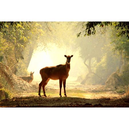The Enchanted Woods