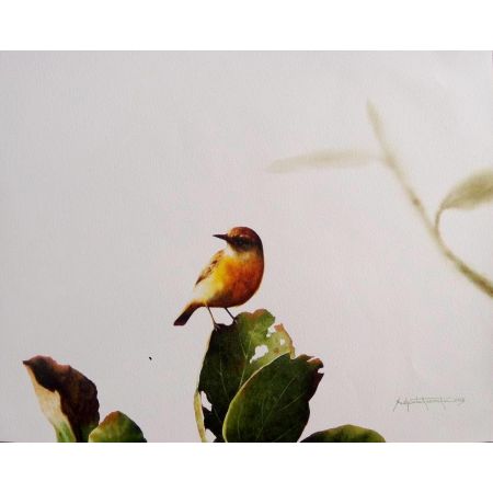 bird series 2