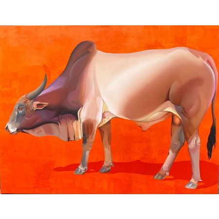 Indian bull