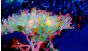 Colour of the Universe XXXIV