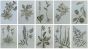 Foliage 02 (Set of 10)
