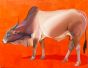 Indian bull