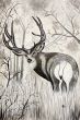 Misty deer