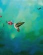 Hummingbird II
